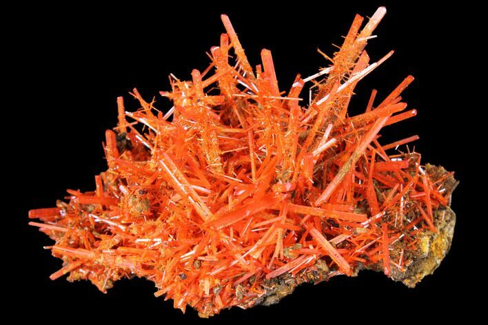 Bright Orange Crocoite Crystal Cluster - Tasmania #129098